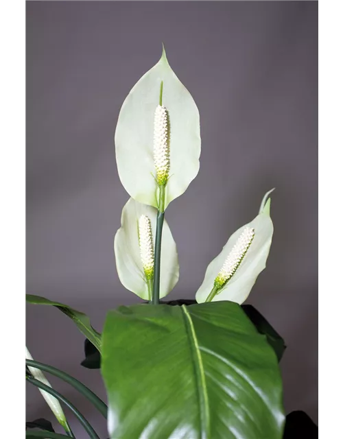 fleur ami SPATHIPHYLLUM DELUXE Kunstpflanze