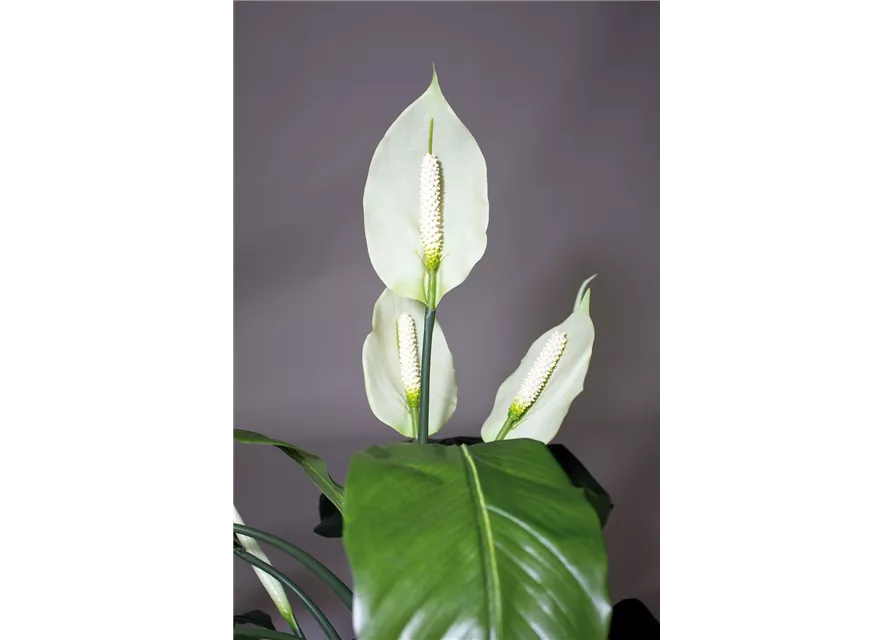 fleur ami SPATHIPHYLLUM DELUXE Kunstpflanze