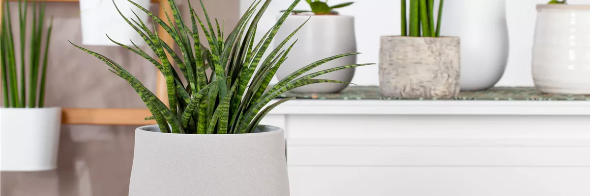 Sansevieria 'Fernwood Punk'