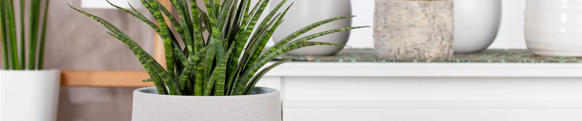 Sansevieria 'Fernwood Punk'