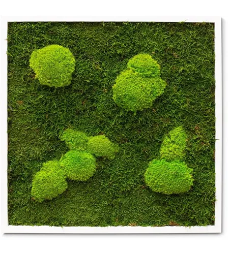 fleur ami PREMIUM Moos-Bild