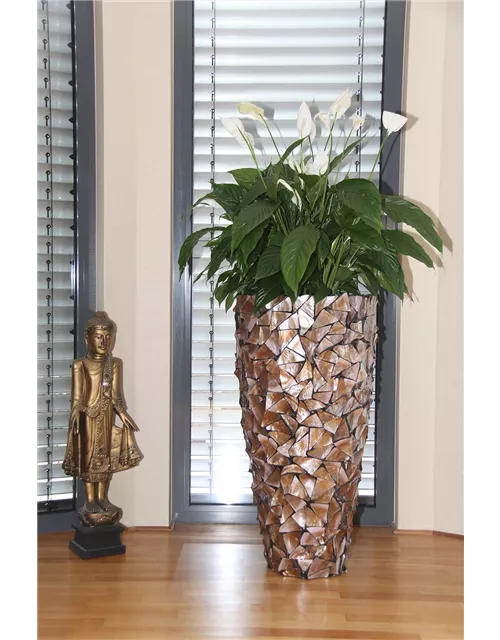 fleur ami MUSCHEL Pflanzgefäß