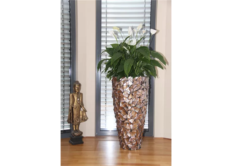 fleur ami MUSCHEL Pflanzgefäß