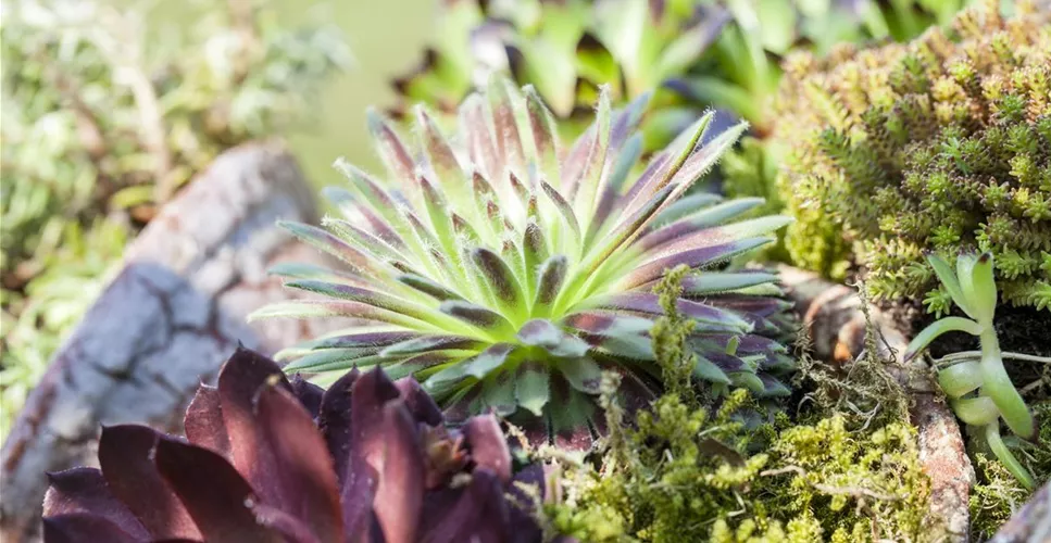 DAS SEMPERVIVUM!