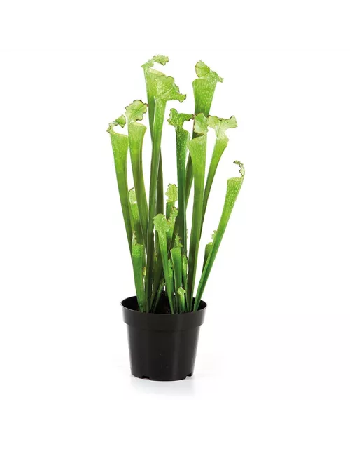 fleur ami SARRACENIA Kunstpflanze