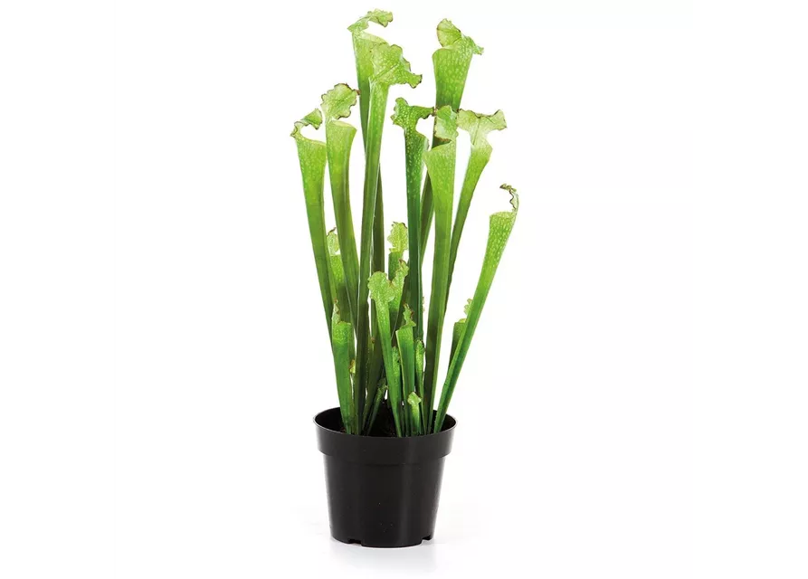 fleur ami SARRACENIA Kunstpflanze