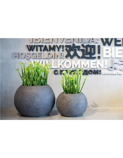 fleur ami SARRACENIA Kunstpflanze