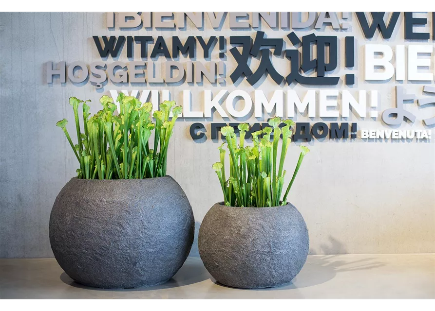 fleur ami SARRACENIA Kunstpflanze