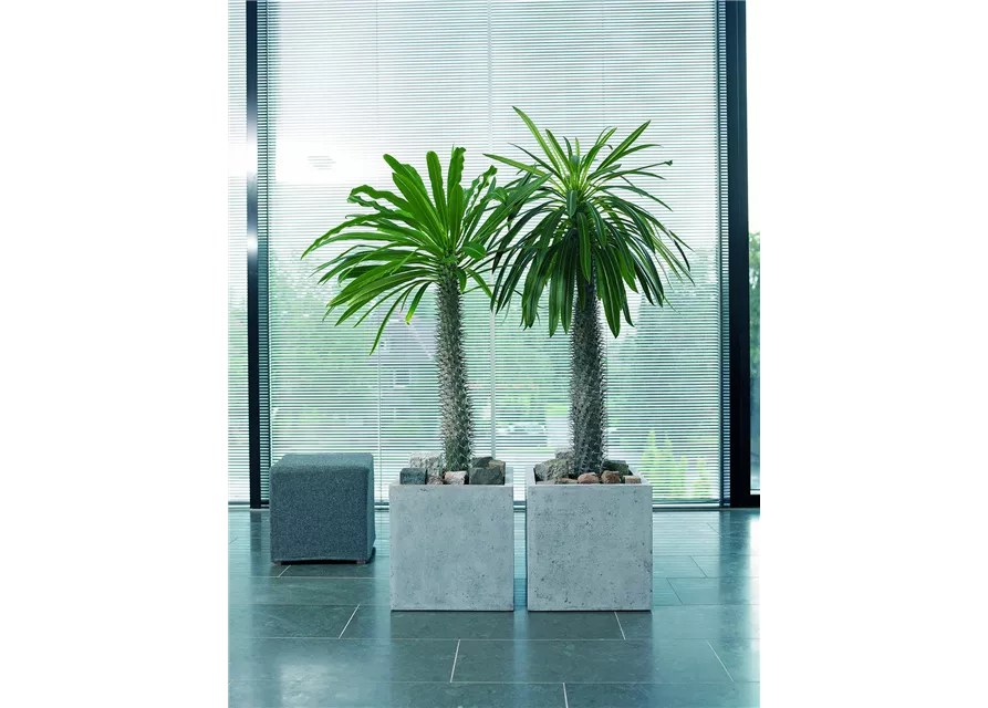 fleur ami POLYSTONE SQUARE Pflanzgefäß