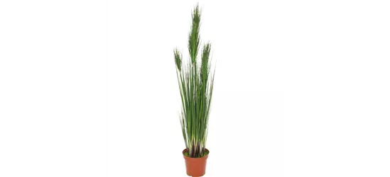 fleur ami ZWIEBELGRAS