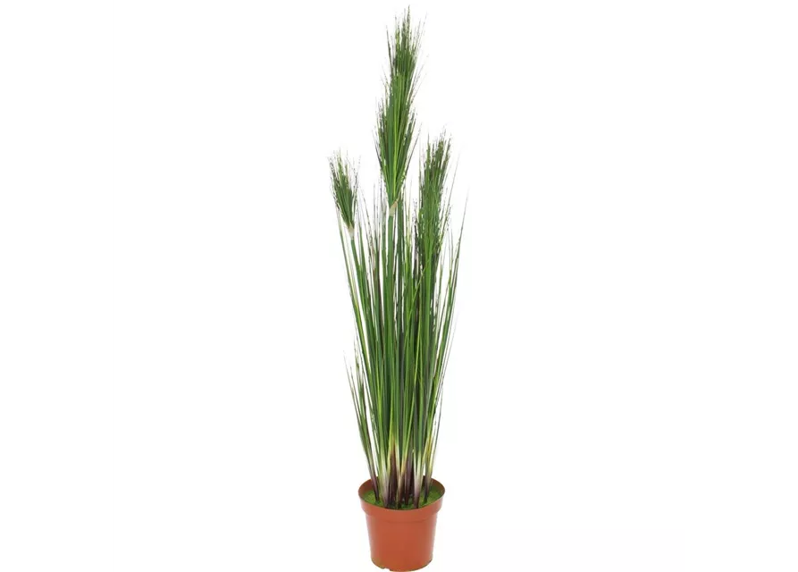 fleur ami ZWIEBELGRAS