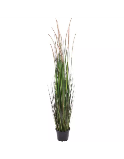 fleur ami ZWIEBELGRAS