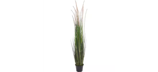 fleur ami ZWIEBELGRAS