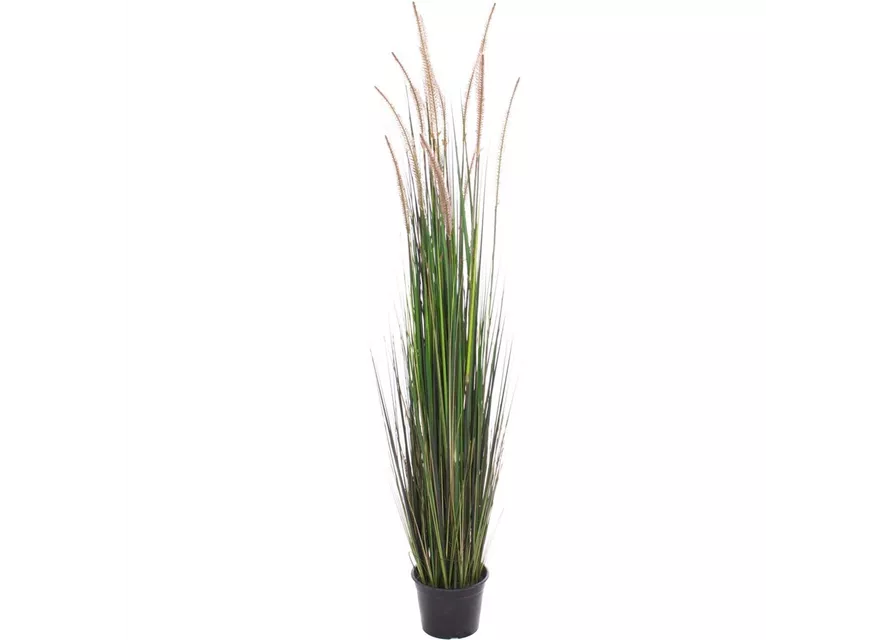 fleur ami ZWIEBELGRAS