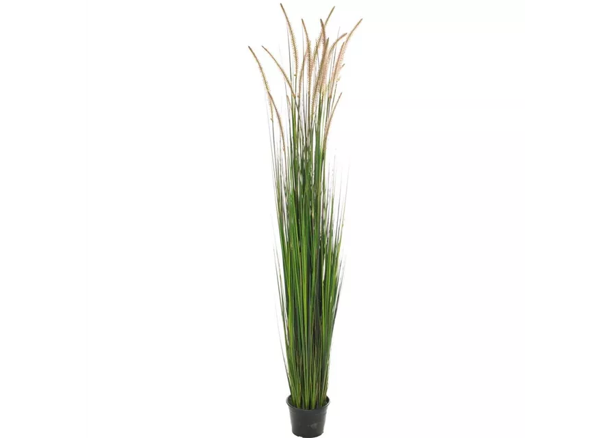 fleur ami ZWIEBELGRAS