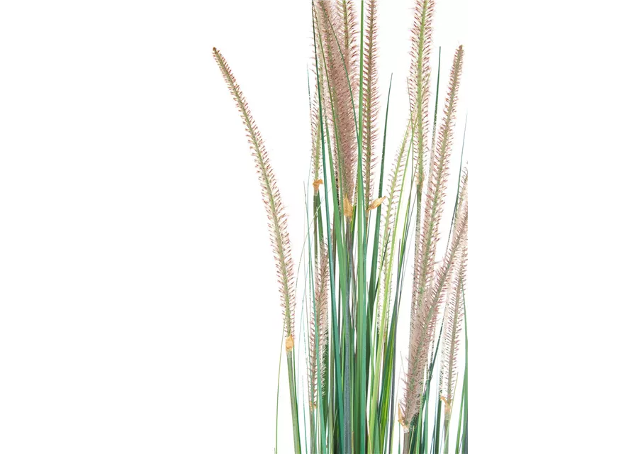 fleur ami ZWIEBELGRAS