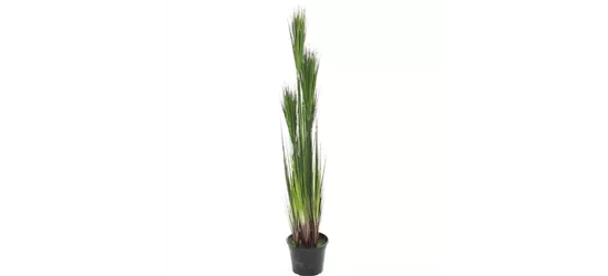 fleur ami ZWIEBELGRAS