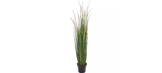 fleur ami ZWIEBELGRAS