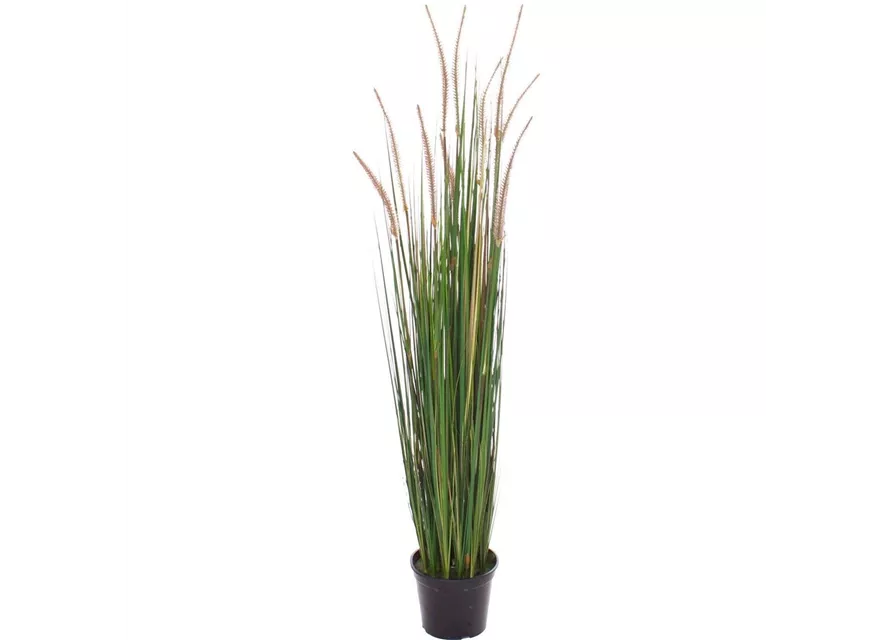 fleur ami ZWIEBELGRAS