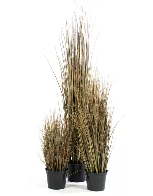 fleur ami ZWIEBELGRAS