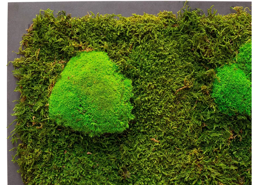 fleur ami PREMIUM Moos-Bild