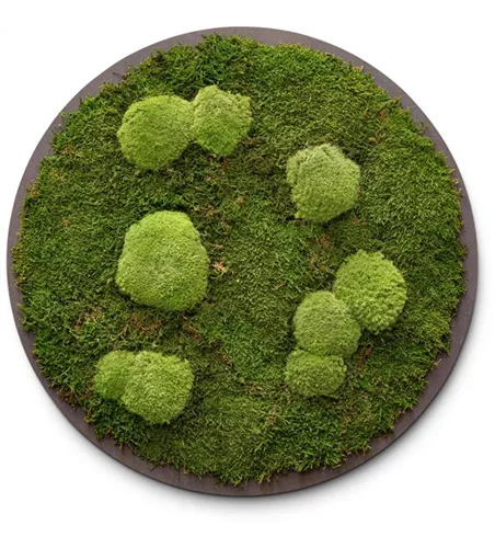 fleur ami PREMIUM Moos-Bild