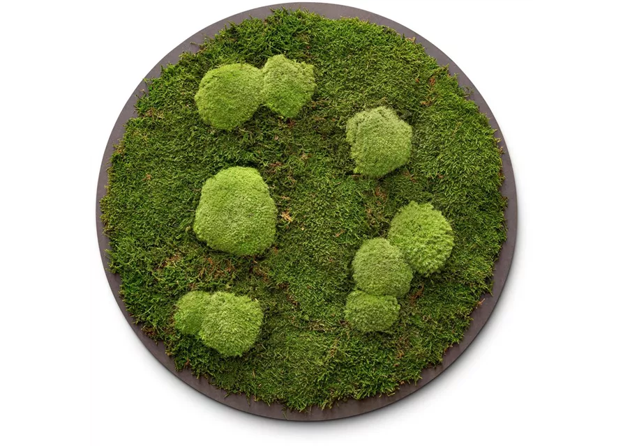 fleur ami PREMIUM Moos-Bild fleur ami PREMIUM Moos-Bild