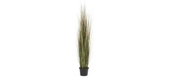 fleur ami ZWIEBELGRAS