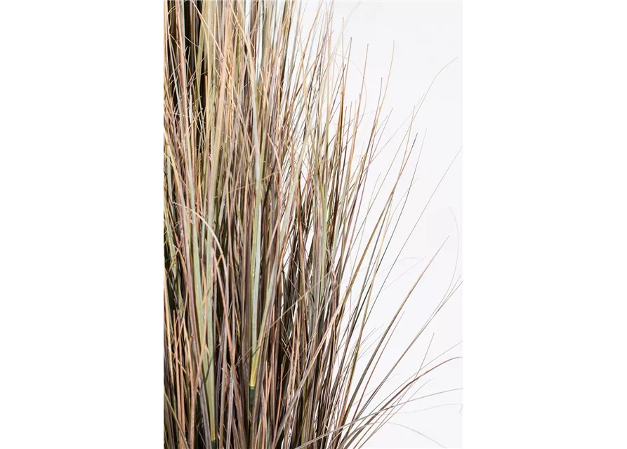 fleur ami ZWIEBELGRAS