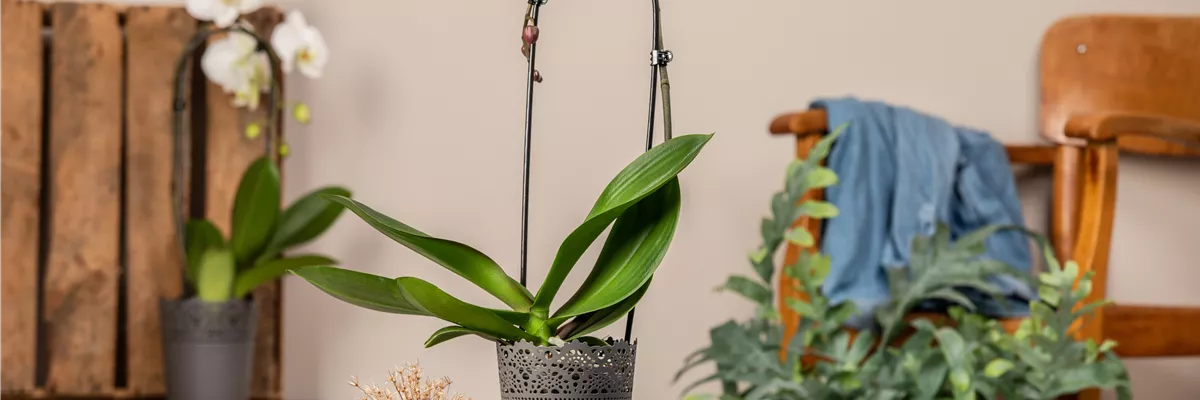 Phalaenopsis 'Cascade'