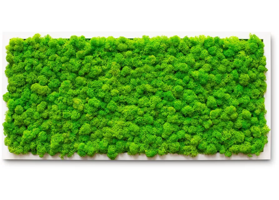 fleur ami PREMIUM Moos-Bild