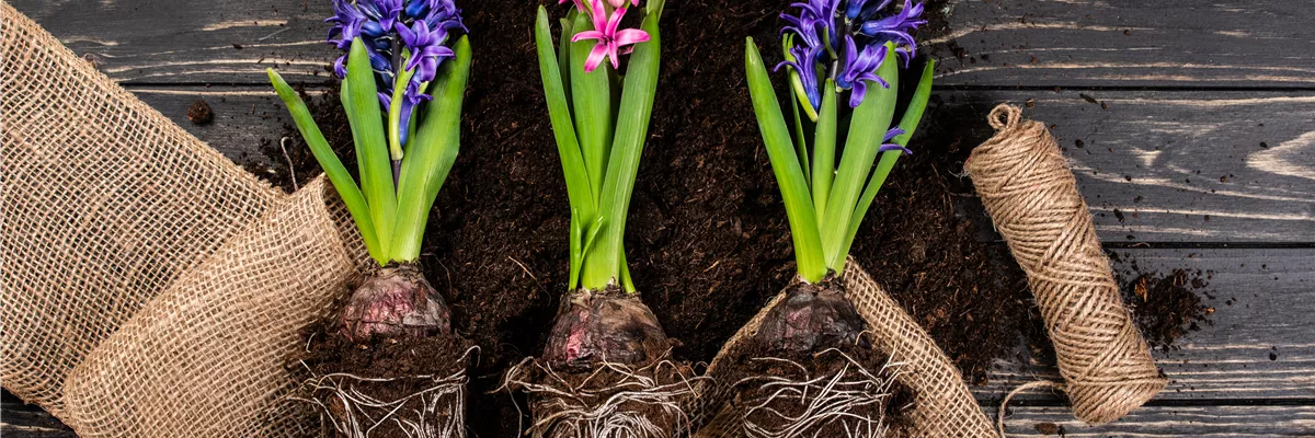 Frühblüher - Hyazinthen