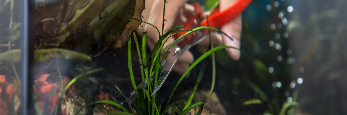 Pflanzenschnitt in Aquarium