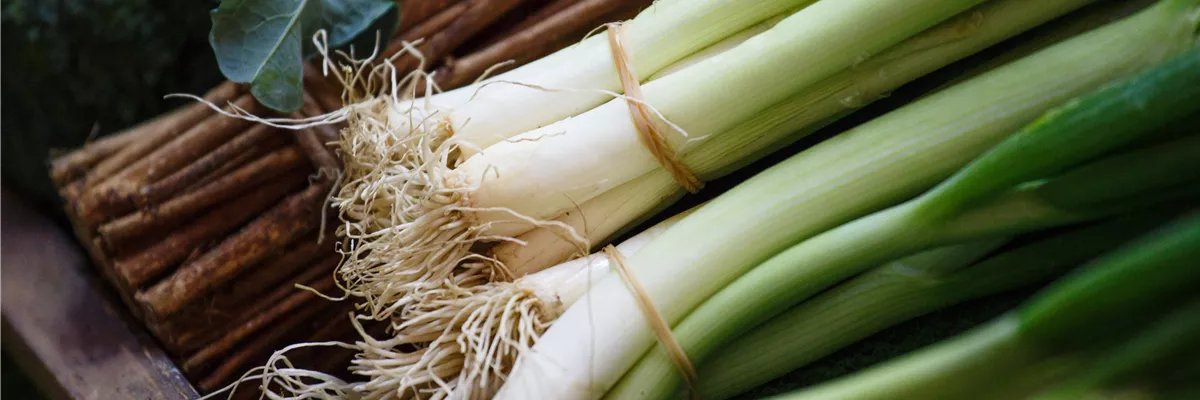 Allium porrum