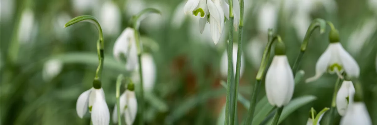 Galanthus nivalis