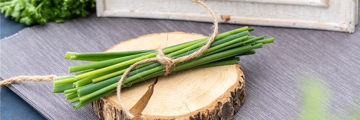 Schnittlauch im Bund