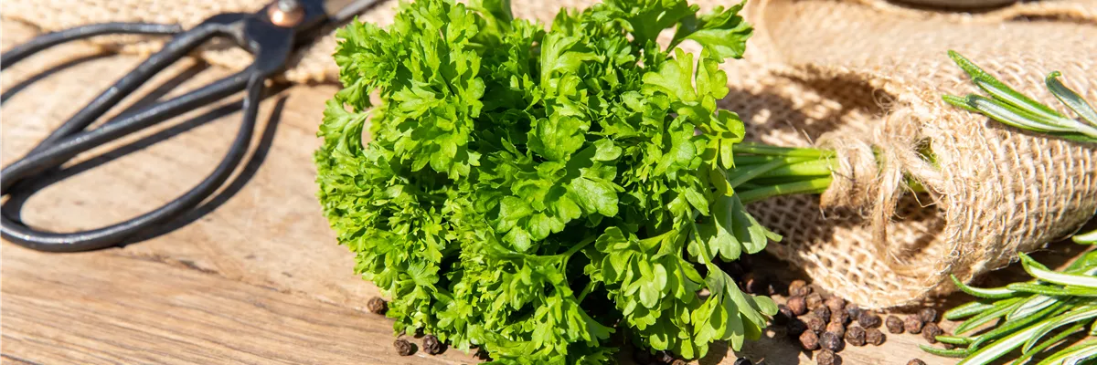 Bund Petersilie im Ambiente