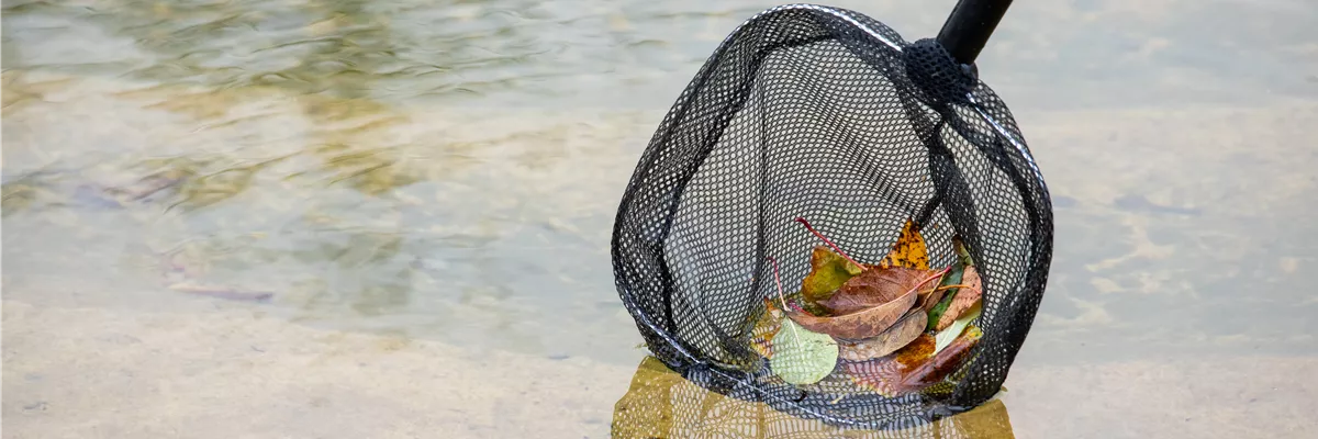 Wintervorbereitung - Laub aus Teich entfernen