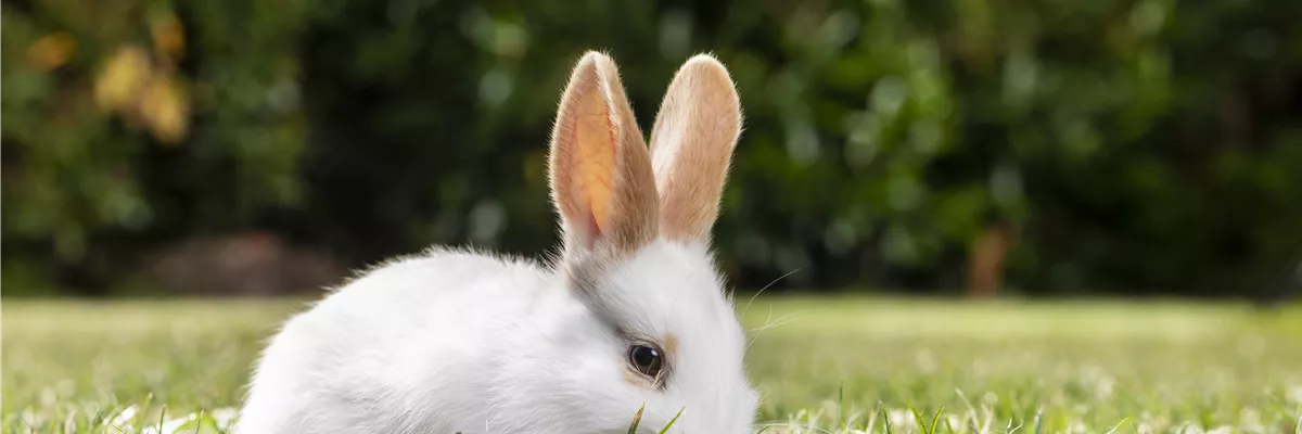 Kaninchen auf Rasen