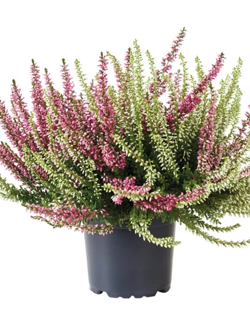 Calluna vulgaris Twingirls®