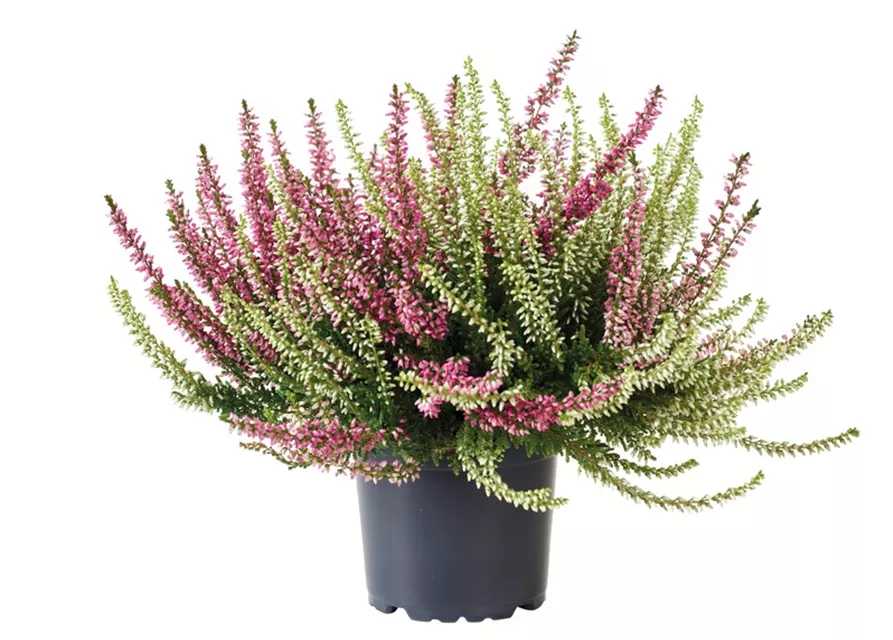 Calluna vulgaris Twingirls®