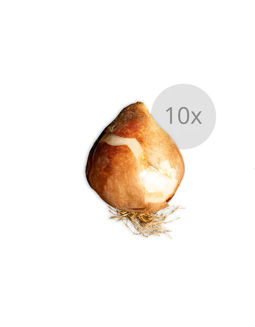 Alpenveilchenartige Garten-Narzisse 'February Gold'