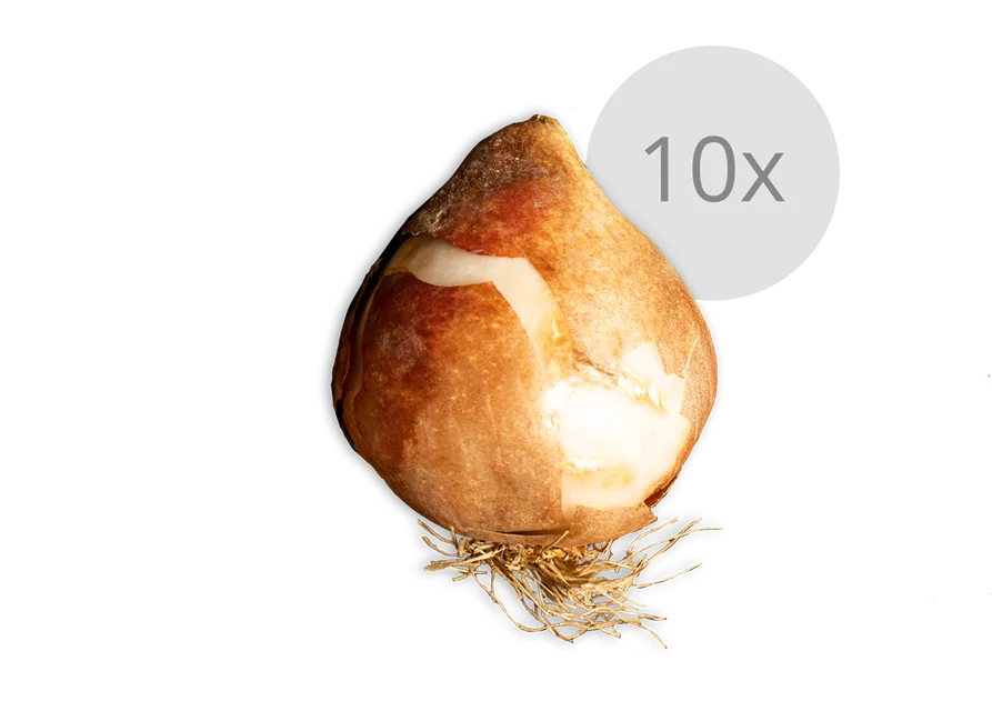 Alpenveilchenartige Garten-Narzisse 'February Gold'