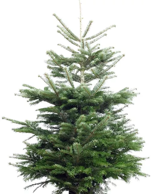 Heimische Nordmanntanne