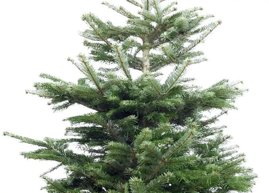 Heimische Nordmanntanne