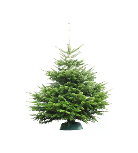 Heimische Nordmanntanne 100-125cm 