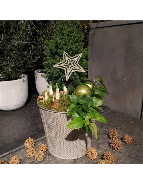 Pflanzschale 'Sternchen'