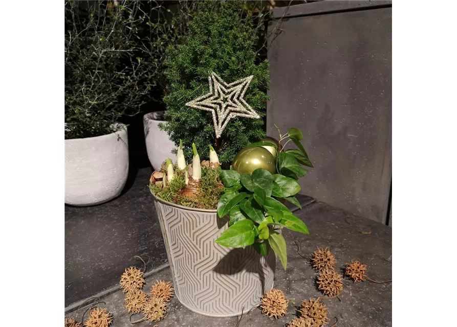 Pflanzschale 'Sternchen'