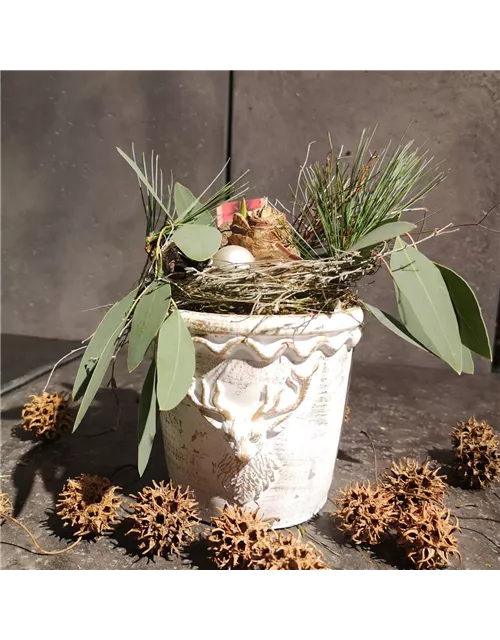 Pflanzschale 'Amaryllis'