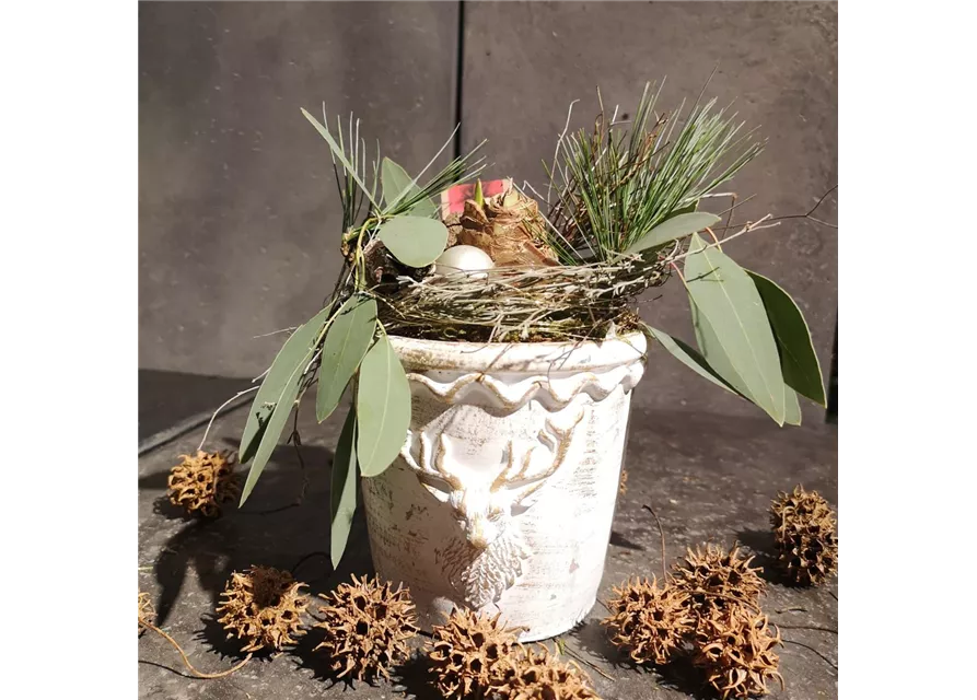 Pflanzschale 'Amaryllis'